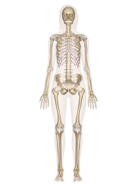 Human Anatomy Skelet...